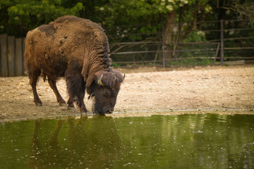 a bison standing in its enclosure at the zoo. Summer day at the zoo