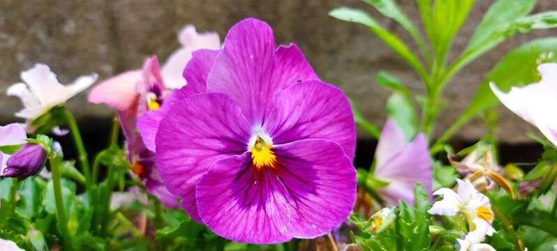A violet purple pansy