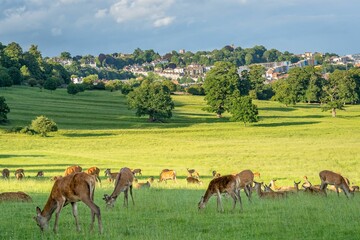 Herd of deer grazing in with the town in the background, Bristol, England, United Kingdom
