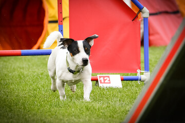 Dog is jumping over the hurdles. Amazing day on czech agility privat training