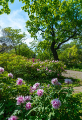 Flowering bushes of tree peony in a botanical garden in Odessa, Ukraine