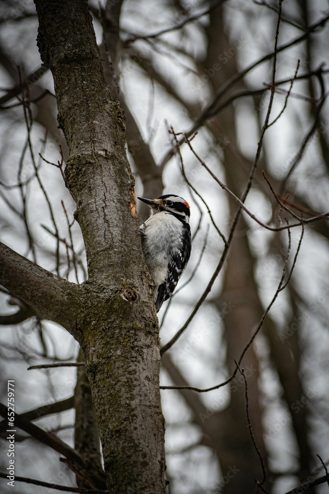 Poster Great spotted woodpecker perching on tree trunk