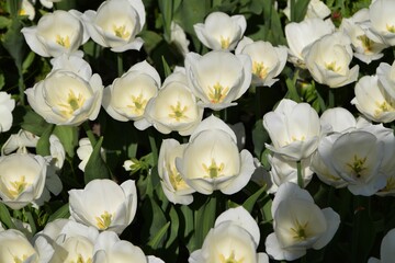 Naklejka na ściany i meble Beautiful shot of white tulips under the sun in a garden