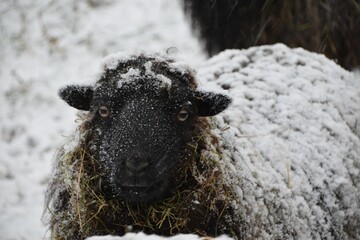 Close-up shot of a sheep covered in snow on a cold winter day