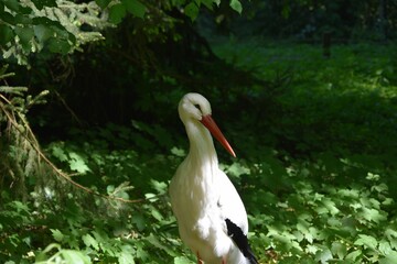 Close-up shot of a White stork (Ciconia ciconia) looking aside in a forest on a sunny day