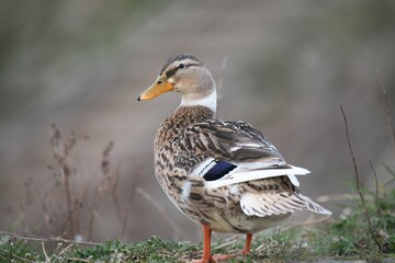 Silver Appleyard domestic duck looking aside