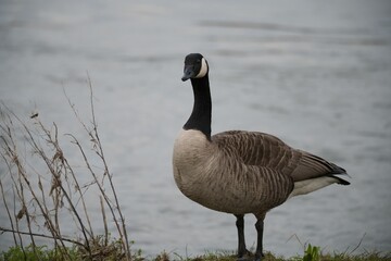 Goose (Anser) on the shore of a lake