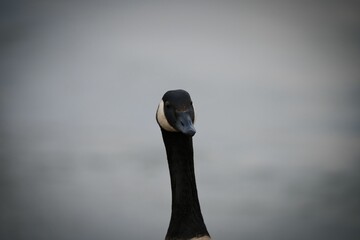 Close-up of a goose (Anser) on the shore of a lake