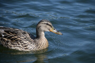 Closeup shot of a mallard duck found swimming on the surface of the water