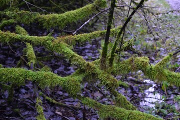 Closeup shot of green moss found growing on branches in the wild