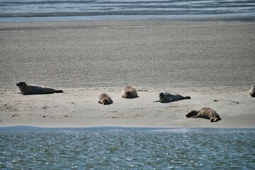 Scenic view of Harbor seals found relaxing on the shore of the beach on a sunny day