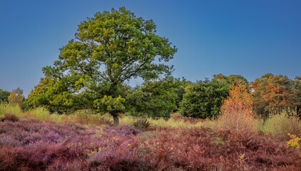 Rural landscape with green trees in autumn under blue sky