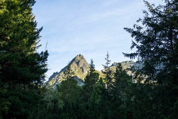 Aerial view of mountain landscape with dense trees