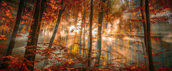 Foggy Forest Sunrise: Capturing the Elegance of Autumn Mornings