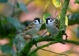 Eurasian Tree Sparrow - Passer montanus, common perching bird from European gardens and woodlands, Pilsen, Czech Republic, Europe