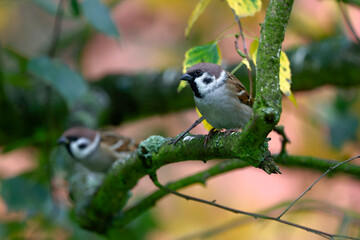 Eurasian Tree Sparrow - Passer montanus, common perching bird from European gardens and woodlands, Pilsen, Czech Republic, Europe