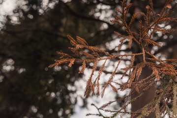 Closeup shot of a dry pine branch in Lagoa das Patas, Terceira Island, Azores