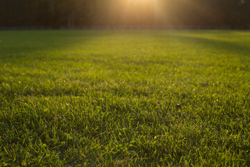 Green grass texture background  used for making green background football pitch, sunset