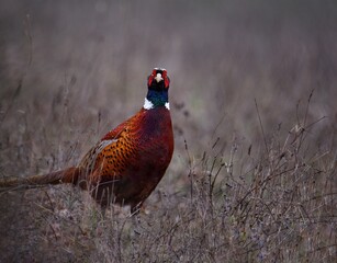 Colorful pheasant is seen making its way through a lush and verdant field of tall grass