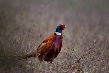 Common pheasant in the field