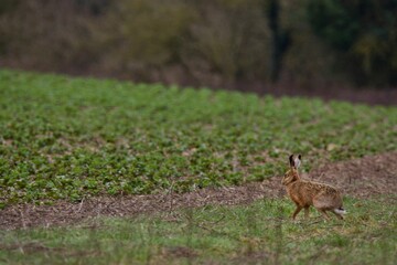 Obraz na płótnie Canvas Large rabbit in the field