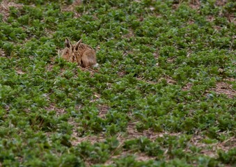 Large rabbit in the field