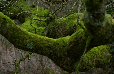 Mossy green tree in the forest