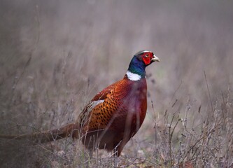 Common pheasant in a field