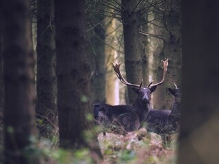 European fallow deer stand side-by-side in a lush, dense forest environment