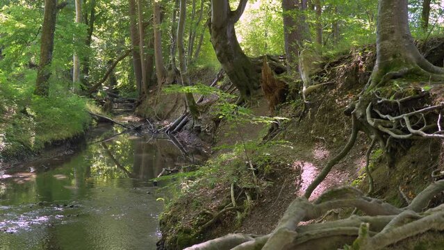 Bach flie&szlig;t durch einen Wald, Ruhige Waldszene, Maisinger See, Oberbayern, Bayern, Deutschland, Europa