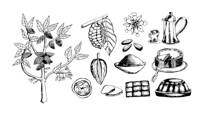 Set Cocoa  vector illustration isolate on white background . Sketched hand drawn cacao beans, tree, lefs , flower  and branches. Cocoa powder chocolate, chocolate cake  , hot chocolate , cocoa butter