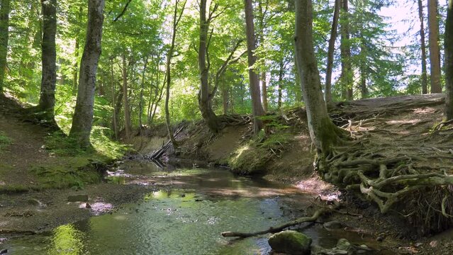 Bach flie&szlig;t durch einen Wald, Ruhige Waldszene, Maisinger See, Oberbayern, Bayern, Deutschland, Europa