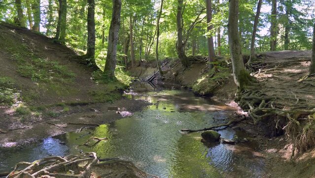Bach flie&szlig;t durch einen Wald, Ruhige Waldszene, Maisinger See, Oberbayern, Bayern, Deutschland, Europa