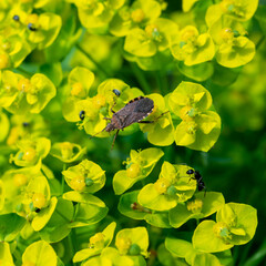 Spotted herbivorous bug on Euphorbia flowers in the garden