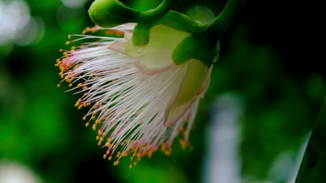 Albizia lebbeck, siris tree from mimosa family, common in India, Burma and Andaman Islands, East Indian walnut, plant of ayurveda and medicine