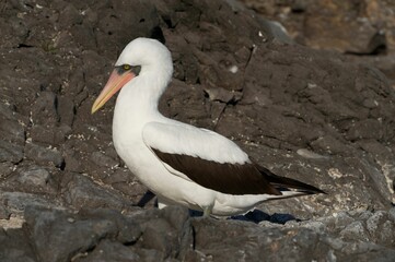 A nazca booby bird on a rock.