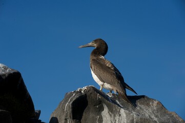 A brown booby on a rock with blue sky.