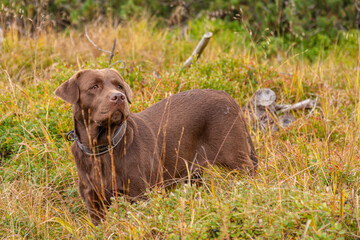 dog in the grass