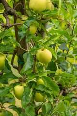 apples on tree