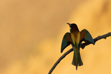 Scenic view of a European bee-eater perched on a branch in a blurred background