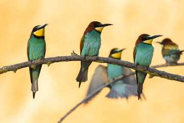 Scenic view of European bee-eaters perched on a branch in a blurred background