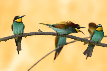 Scenic view of European bee-eaters perched on a branch in a blurred background