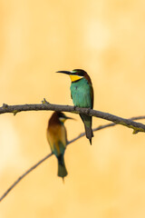 Vertical shot of a European bee-eater perched on a branch in a blurred background