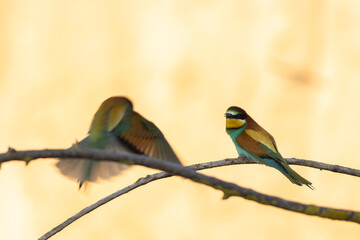 Scenic view of European bee-eaters perched on a branch in a blurred background