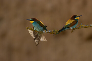 Scenic view of European bee-eaters perched on a branch in a blurred background