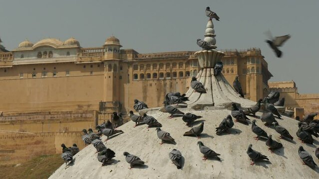 Pigeons rest in front of impressive Amber fort in Jaipur, tourism and architecture in Rajasthan, India