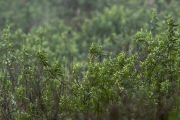 Closeup of a rosemary during a rainy day with a blurry background