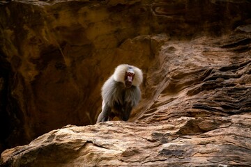 Monkey on a large boulder surrounded by a cluster of smaller rocks