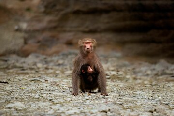 Monkey with a baby on the rocky ground in the mountains