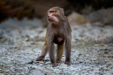 Monkey with a baby on the rocky ground in the mountains